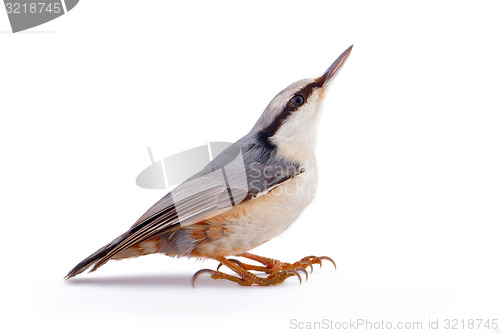 Image of  nuthatch Sitta europaea on a white background