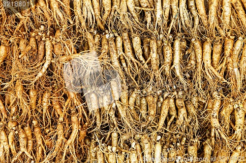 Image of Panax ginseng