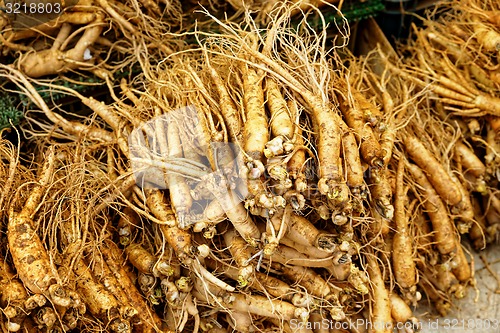 Image of Panax ginseng