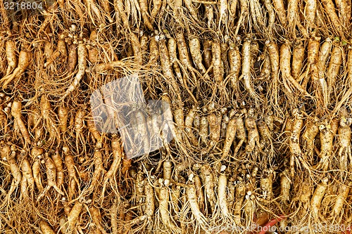 Image of Panax ginseng