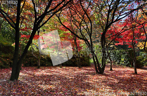 Image of Autumn trees and leaves