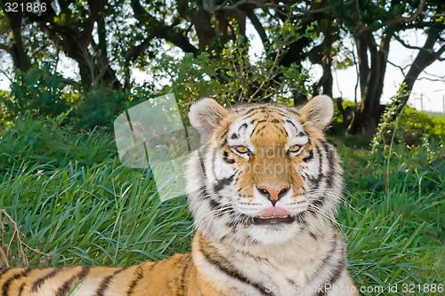 Image of Bengal Tiger