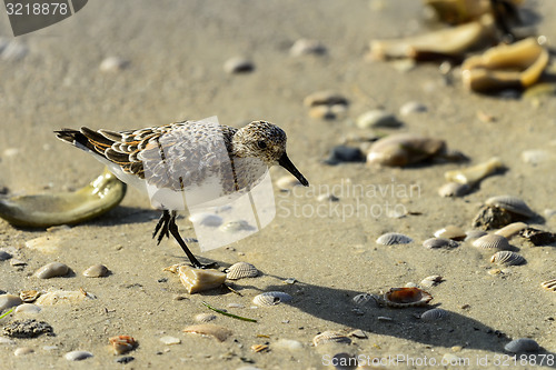 Image of sanderling, sanibel