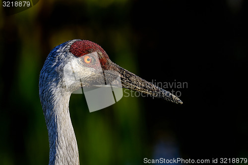 Image of sandhill crane, viera wetlands