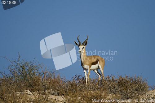 Image of Springbok