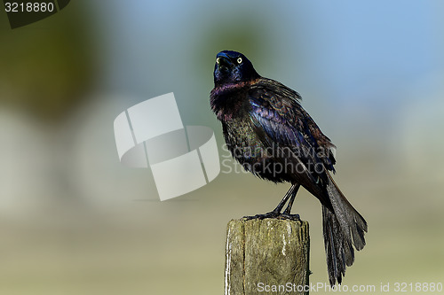 Image of common grackle, viera wetlands