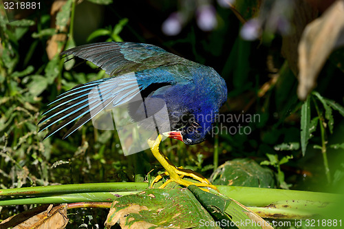 Image of purple gallinule, wacodahatchee wetlands