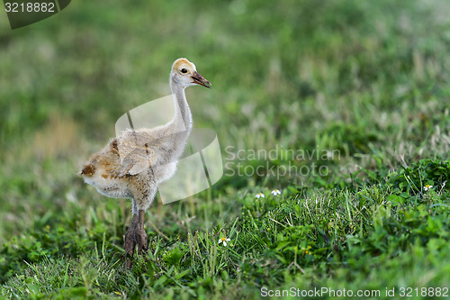 Image of sandhill crane, viera wetlands