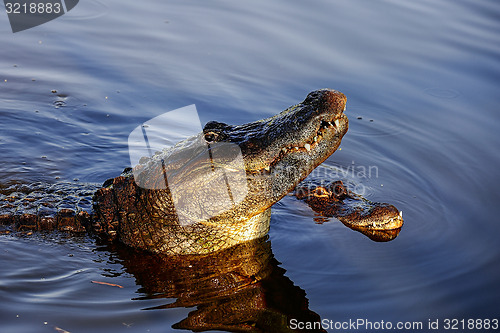 Image of american alligator