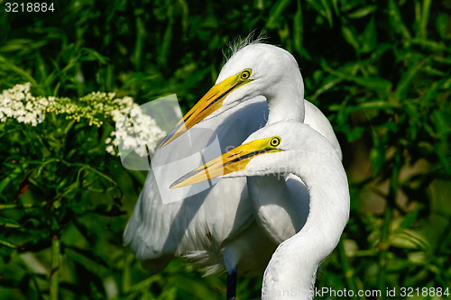 Image of great egret