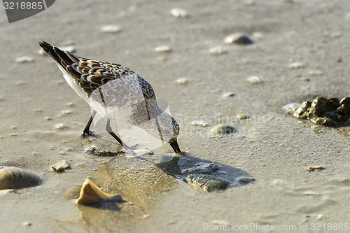 Image of sanderling, sanibel