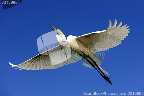 Image of great egret