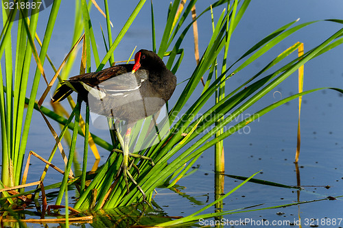 Image of common moorhen, viera wetlands