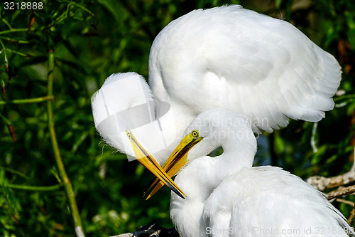 Image of great egret