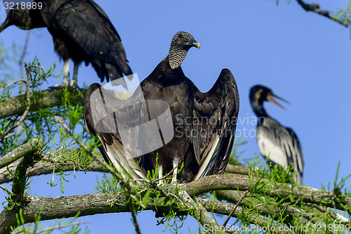 Image of black vulture