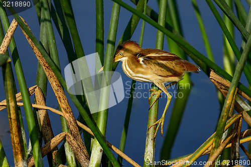 Image of least bittern, viera wetlands