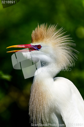 Image of cattle egret