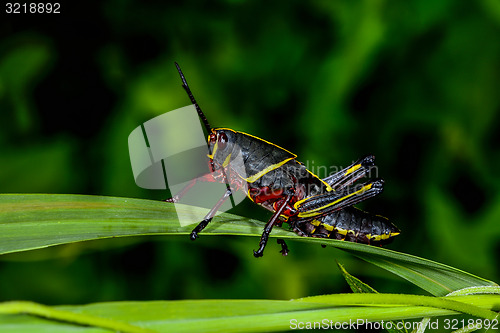 Image of eastern lubber grasshopper, everglades