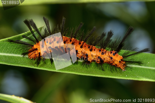 Image of polka-dot wasp moth, big pine key