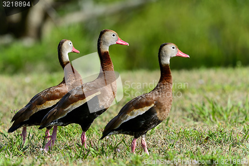 Image of black-bellied whistling-duck, wacodahatchee wetlands