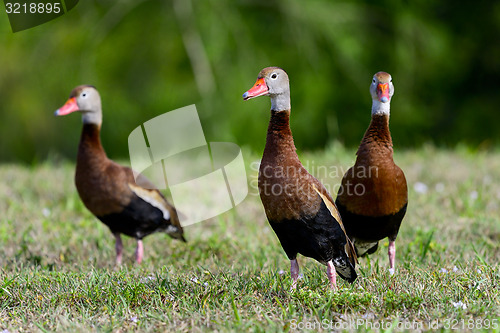 Image of black-bellied whistling-duck, wacodahatchee wetlands