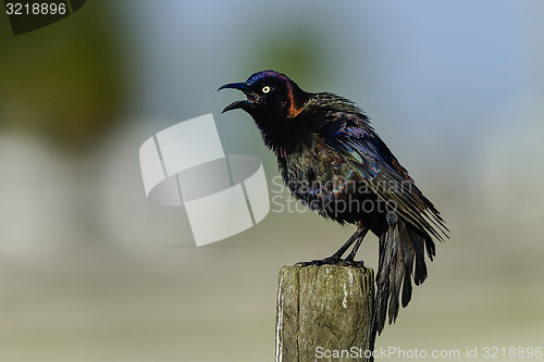 Image of common grackle, viera wetlands