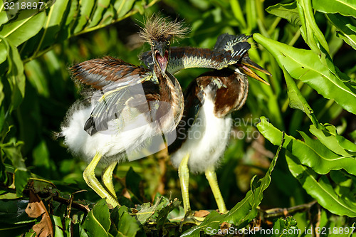 Image of tricolored heron, wacodahatchee wetlands