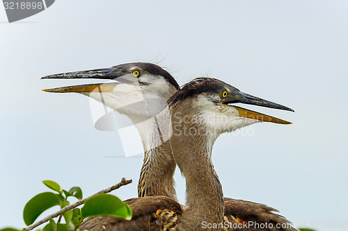 Image of great blue heron, wacodahatchee