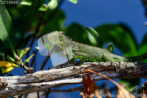 Image of green iguana, big pine key