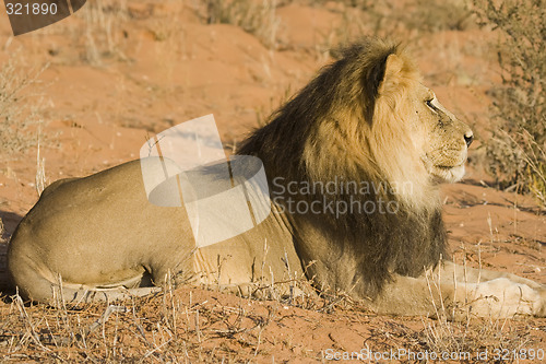 Image of Majestic Lion