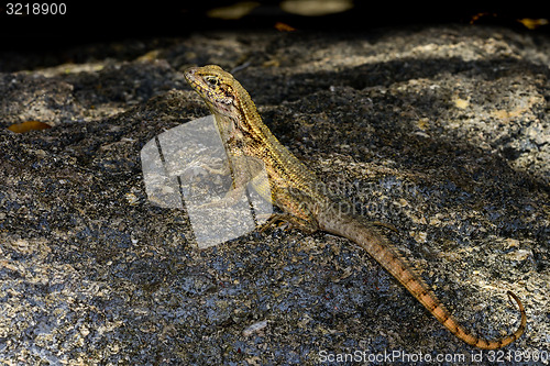 Image of curlytail lizard, palm beach