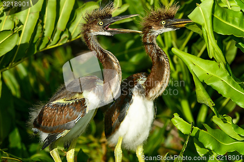 Image of tricolored heron, wacodahatchee wetlands