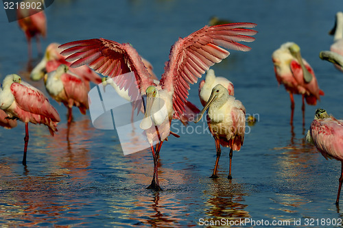 Image of roseate spoonbill, sanibel