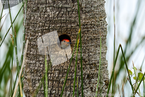 Image of red-bellied woodpecker, viera wetlands