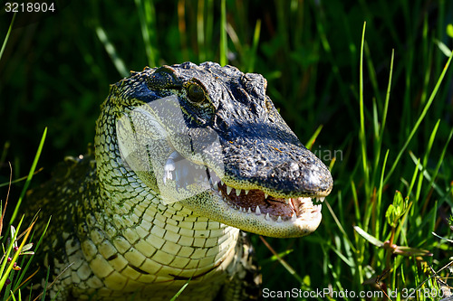 Image of american alligator, viera wetlands