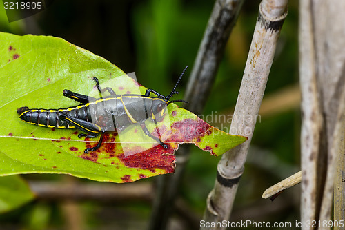 Image of eastern lubber grasshopper, everglades