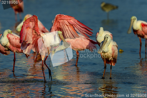 Image of roseate spoonbill, sanibel