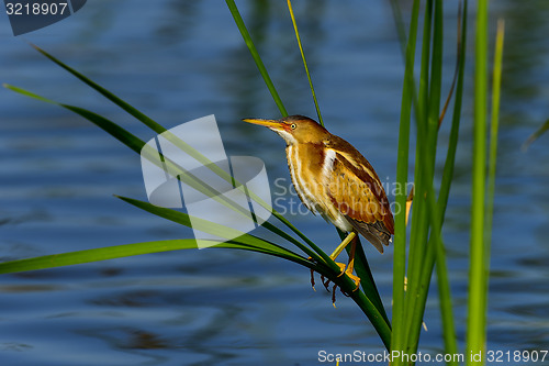 Image of least bittern, viera wetlands