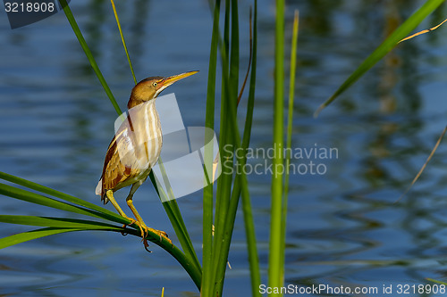 Image of least bittern, viera wetlands