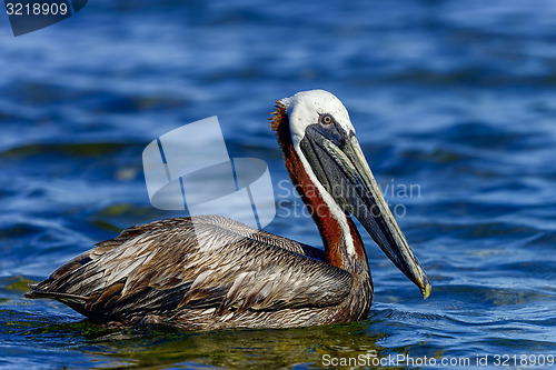 Image of brown pelican, florida keys