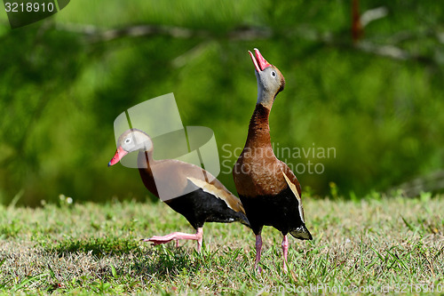 Image of black-bellied whistling-duck, wacodahatchee wetlands