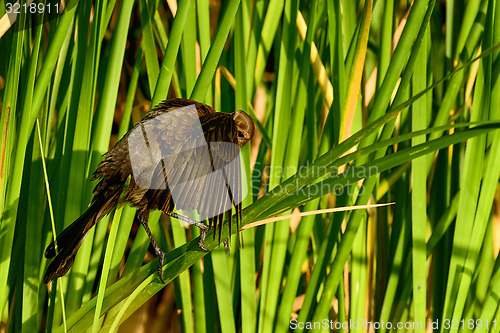 Image of boat-tailed grackle,  viera wetlands