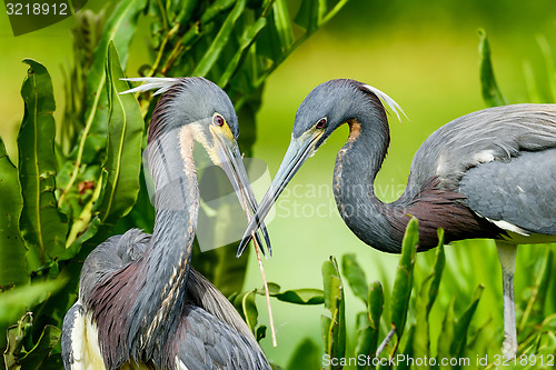 Image of tricolored heron, wacodahatchee wetlands