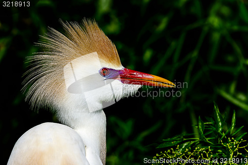 Image of cattle egret