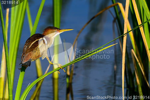 Image of least bittern, viera wetlands