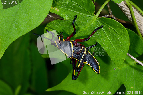 Image of eastern lubber grasshopper, everglades