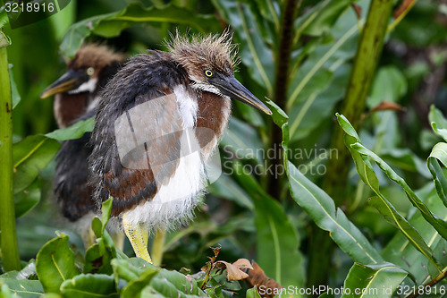 Image of tricolored heron, wacodahatchee wetlands