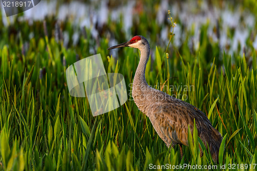 Image of sandhill crane, viera wetlands