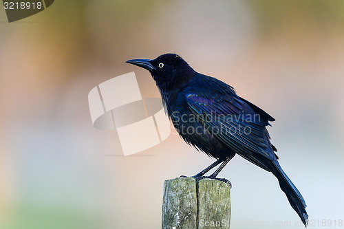 Image of common grackle, viera wetlands