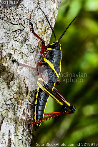 Image of eastern lubber grasshopper, everglades